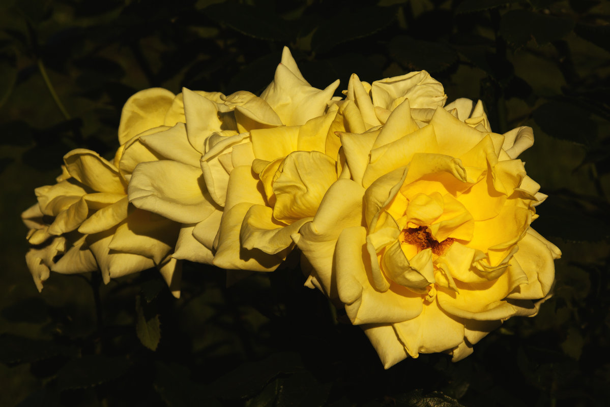 Гирлянда из жёлтых роз под ярким солнцем - Aнна Зарубина