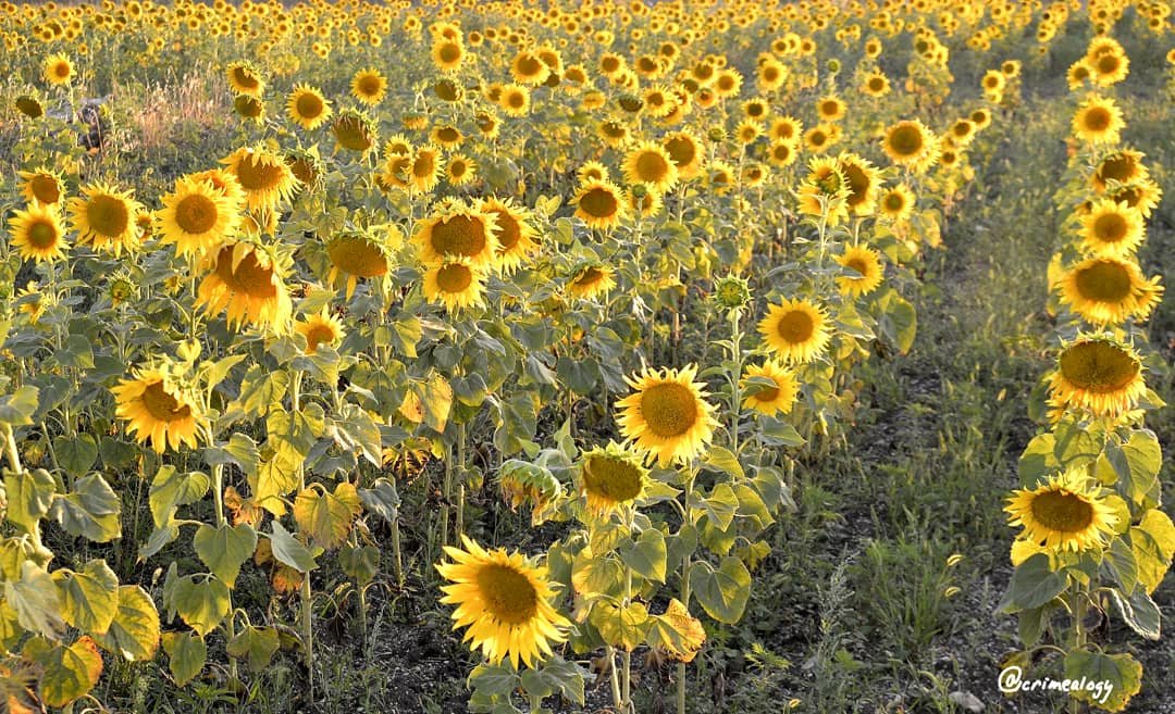 Подсолнухи... Sunflowers... - Сергей Леонтьев