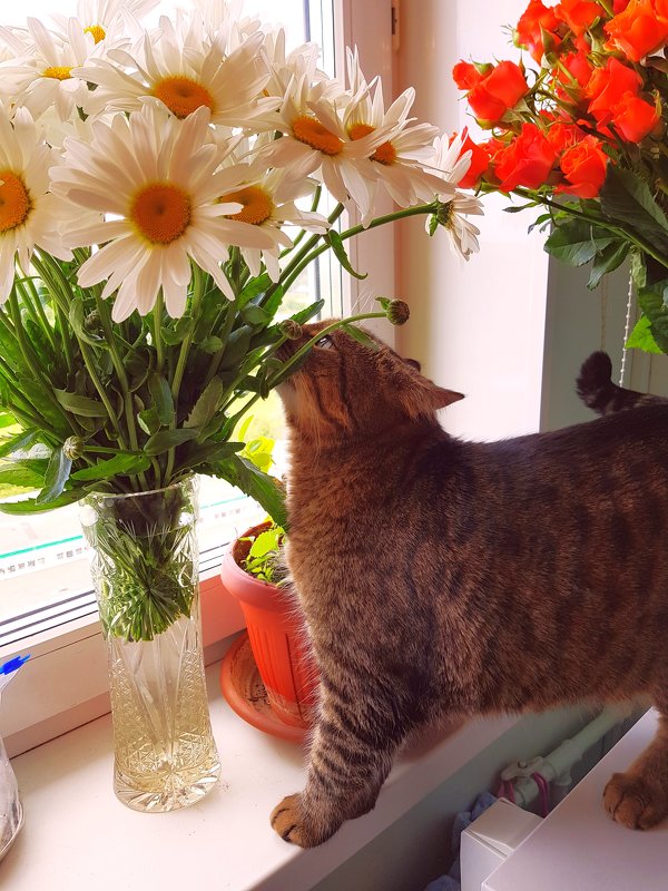 Проша - любитель цветов... - Генрих 