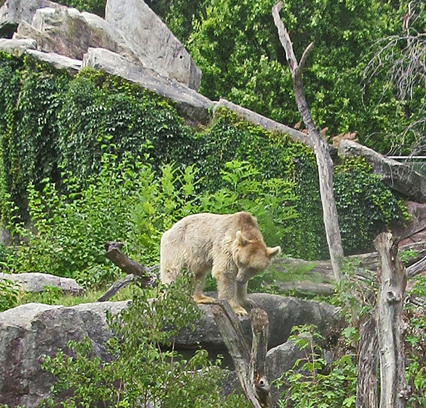 Медведь в зоопарке Вильгельма, г. Штутгарт - Tamara *