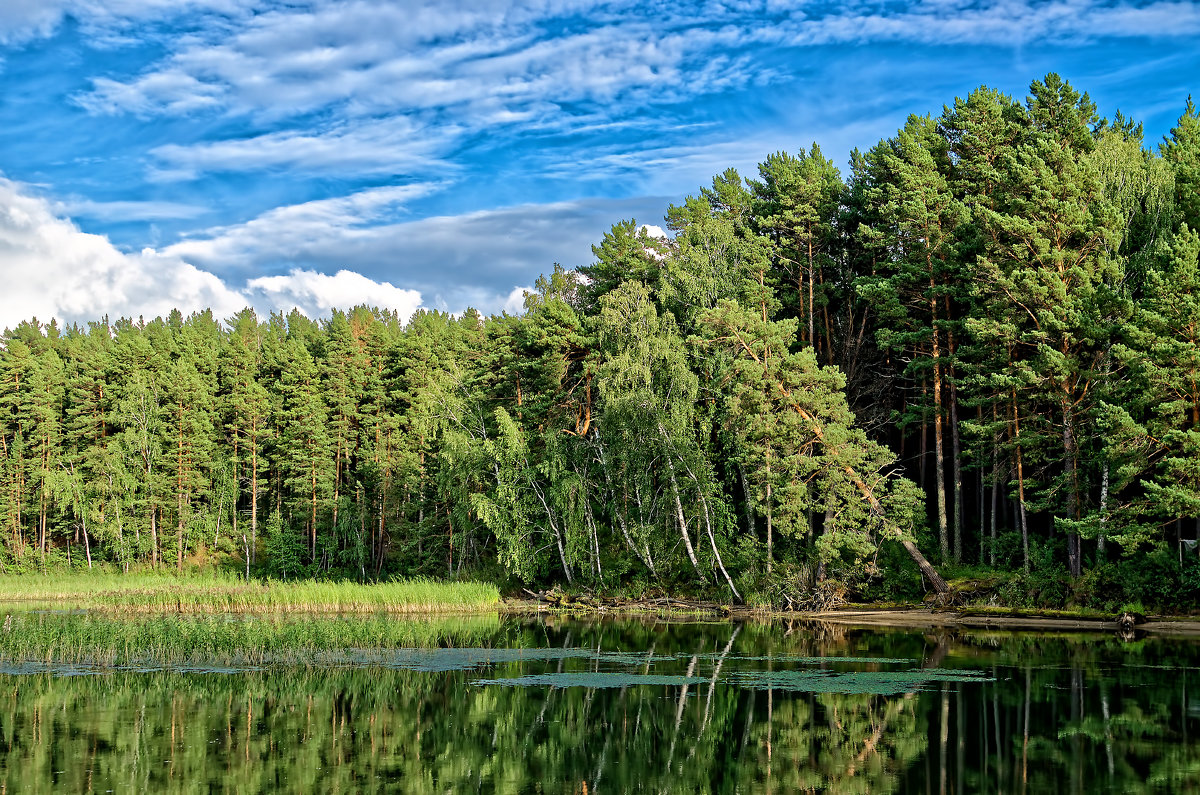 Природный парк «Караканский бор» появился в Новосибирской области