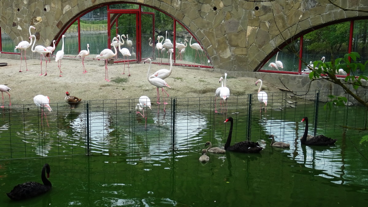 Фламинго и лебеди - татьяна 