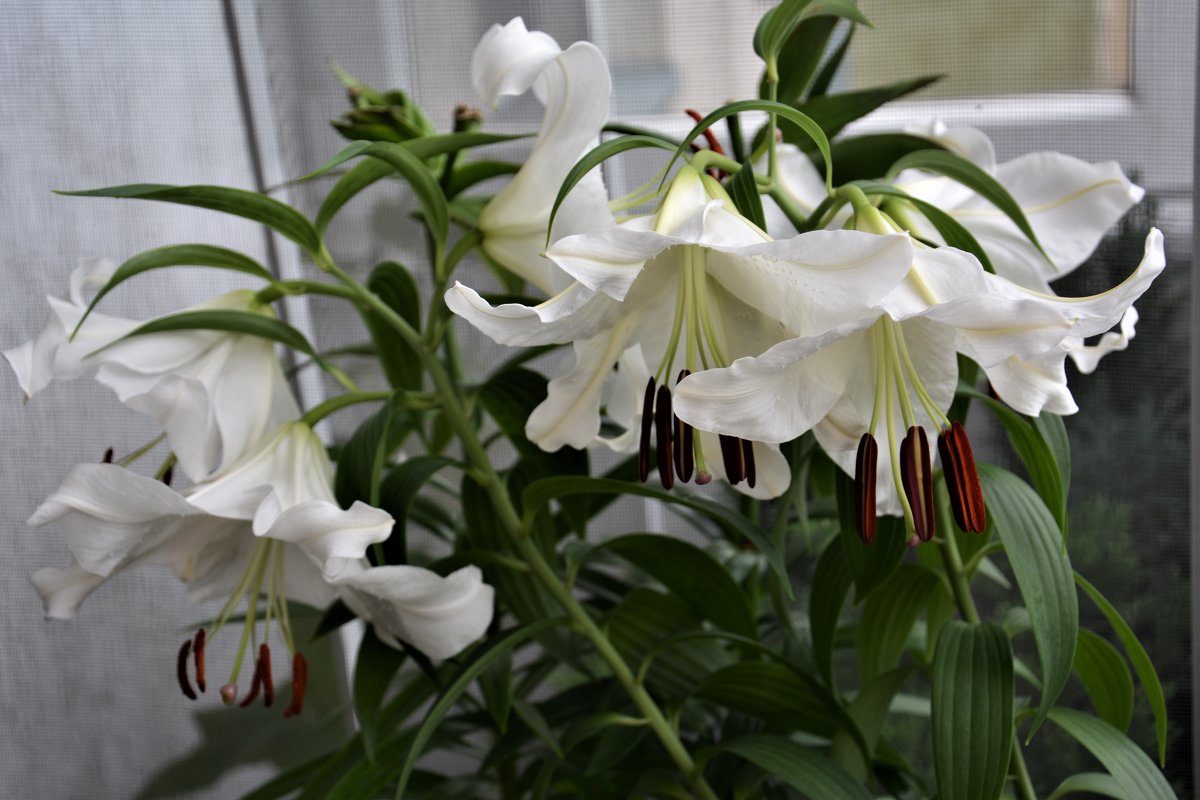 Белые лилии на балконе - Marina Pr. **