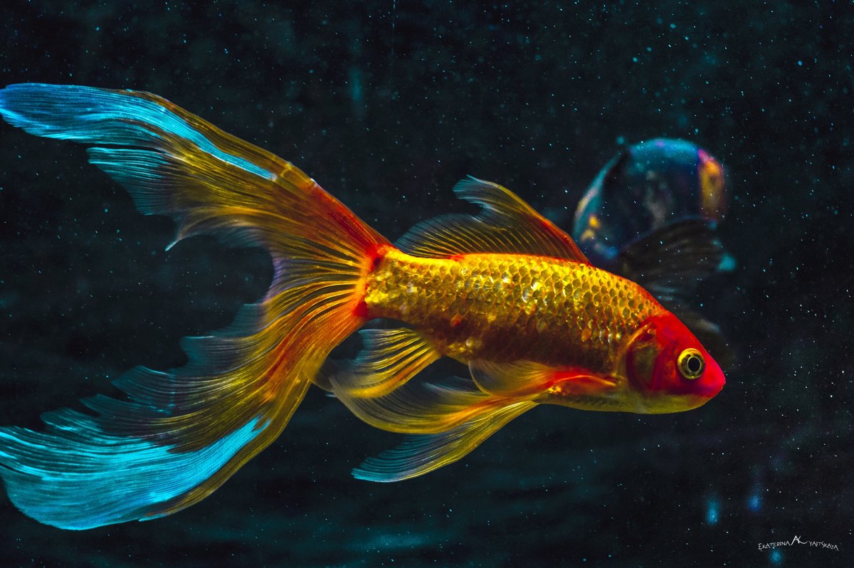 Золотая рыбка в космосе - Екатерина Яицкая