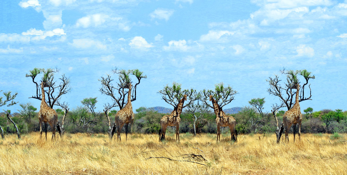 Животный Мир Африки. - Jakob Gardok