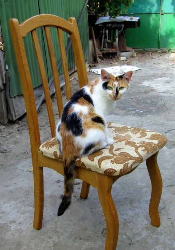 кошка и стул - Назар 