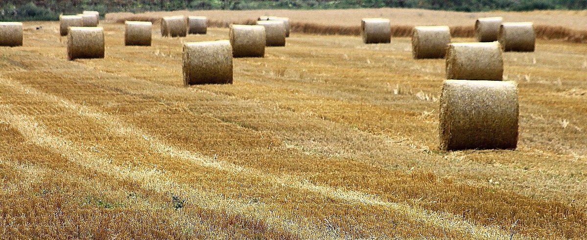 Урожайная лирическая   Русское поле - олег свирский 