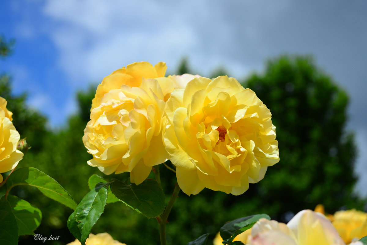 Розы в Саду роз королевы Марии в Лондоне - Тамара Бедай 