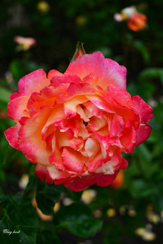 Великолепная королева цветов в королевском Саду роз - Тамара Бедай 