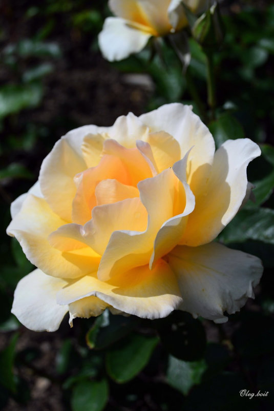 Королевский цветок в королевском Саду роз - Тамара Бедай 