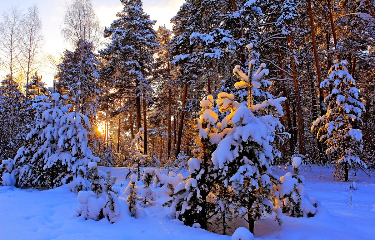 солнце в лесу - Василий Иваненко