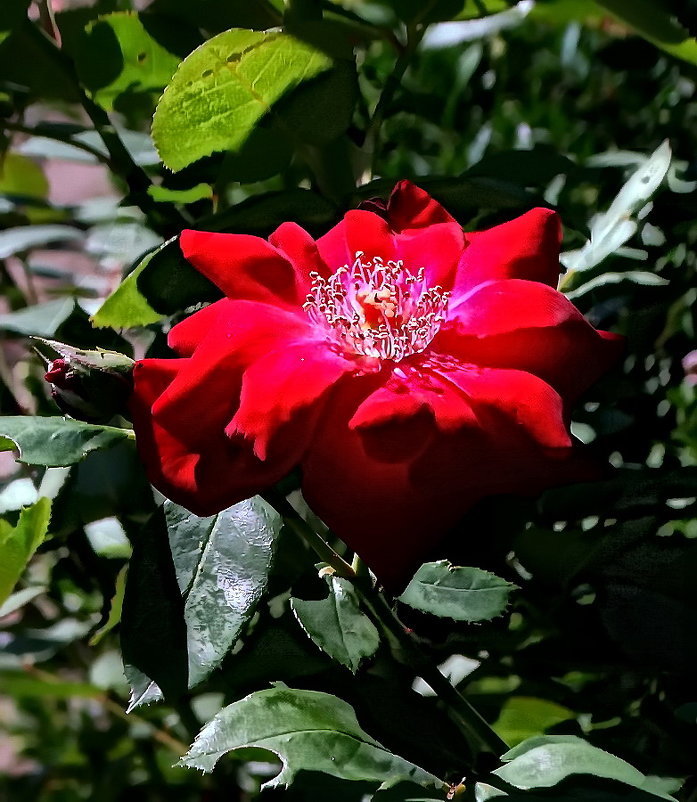 Красная роза - Владимир Бровко