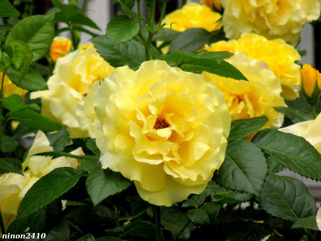 Жёлтые розы - Нина Бутко