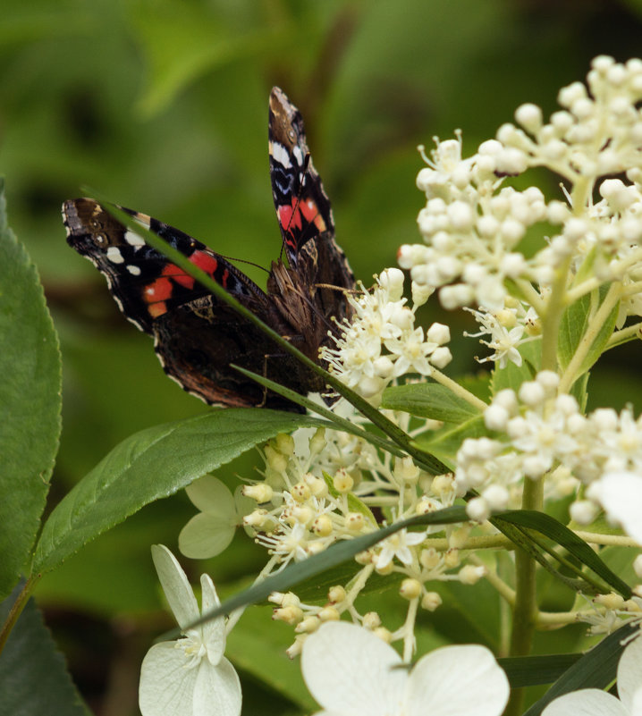 Бабочка на цветках - Aнна Зарубина