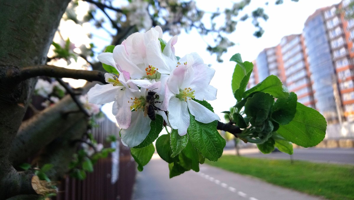 Когда яблони цветут... - Ольга Винницкая (Olenka)