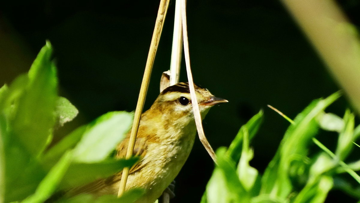 Лугово́й чека́н (лат. Saxicola rubetra) — певчая птица семейства мухоловковых. - vodonos241 