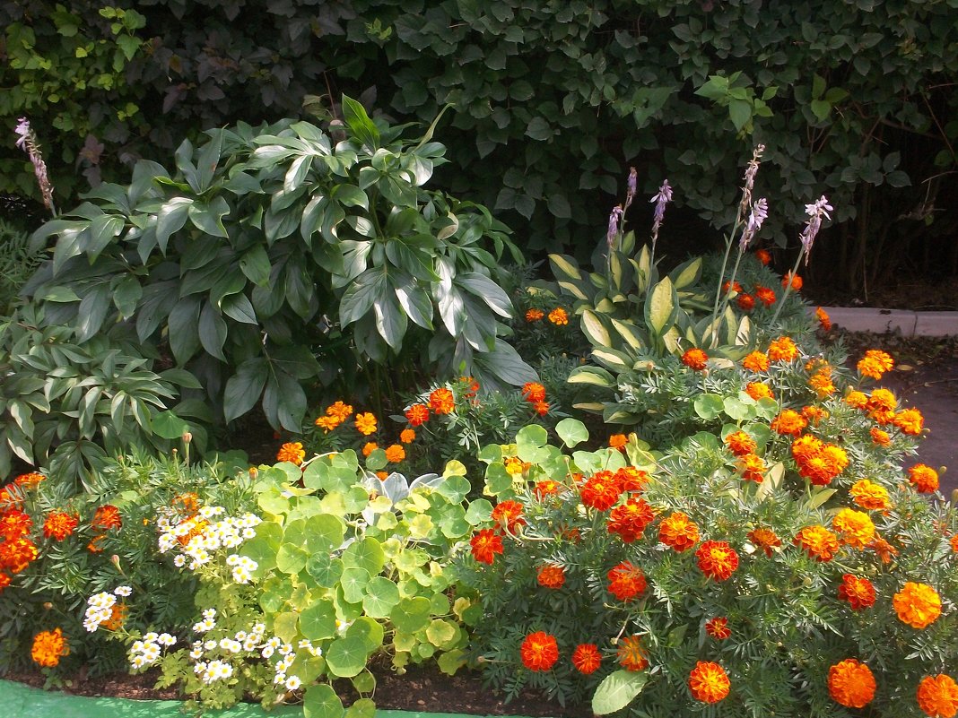 Августовские цветы - Светлана Шаповалова (Глотова)
