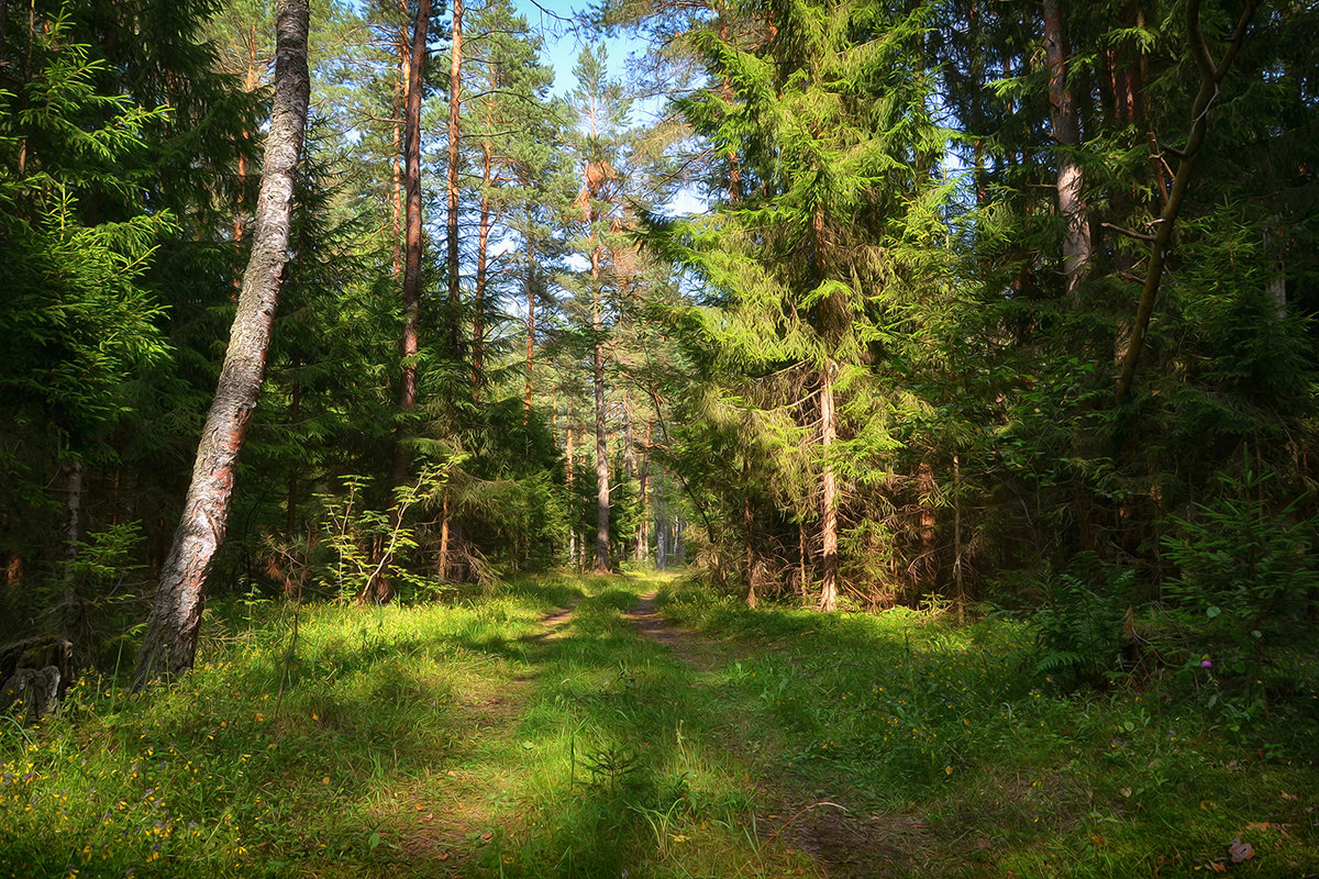 День в летнем лесу - Алексей (GraAl)