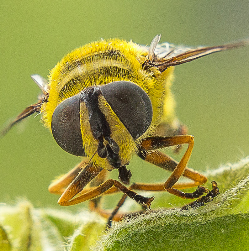 Пчела - Виктор Добрянский