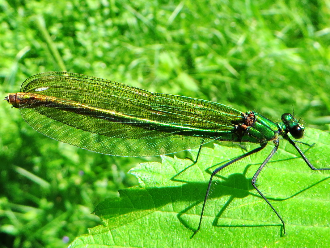 .   Самка.Красотка блестящая (лат. Calopteryx splendens) . - vodonos241 