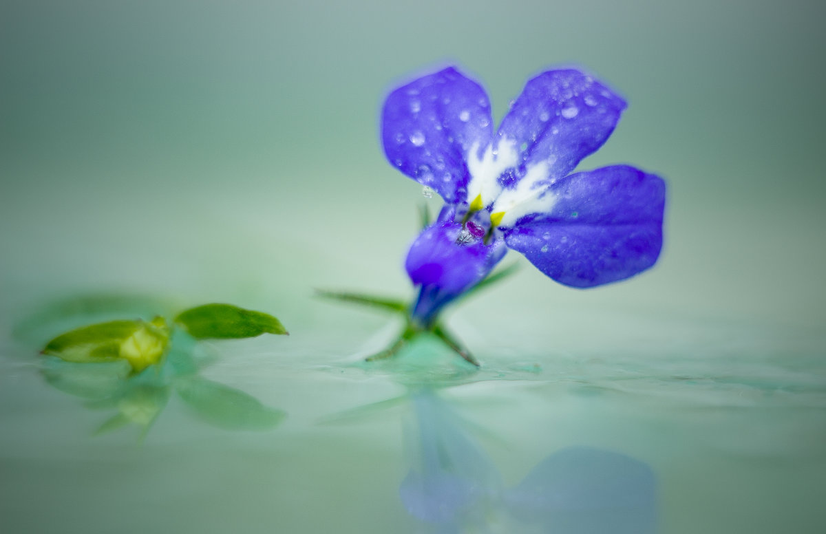 маленький синий цветок - Iulia Efremova