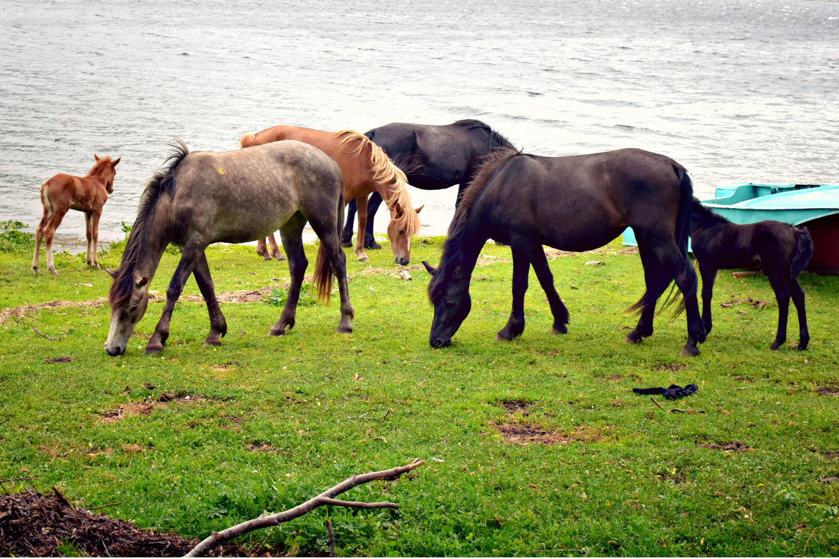 Алтайские лошади - Nina Streapan