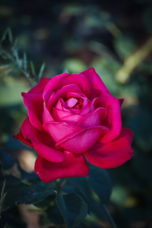 «…Хочу я алых роз, хочу я роз влюблённых, Хочу я утопать в душистом полусне…» - Андрей Нибылица