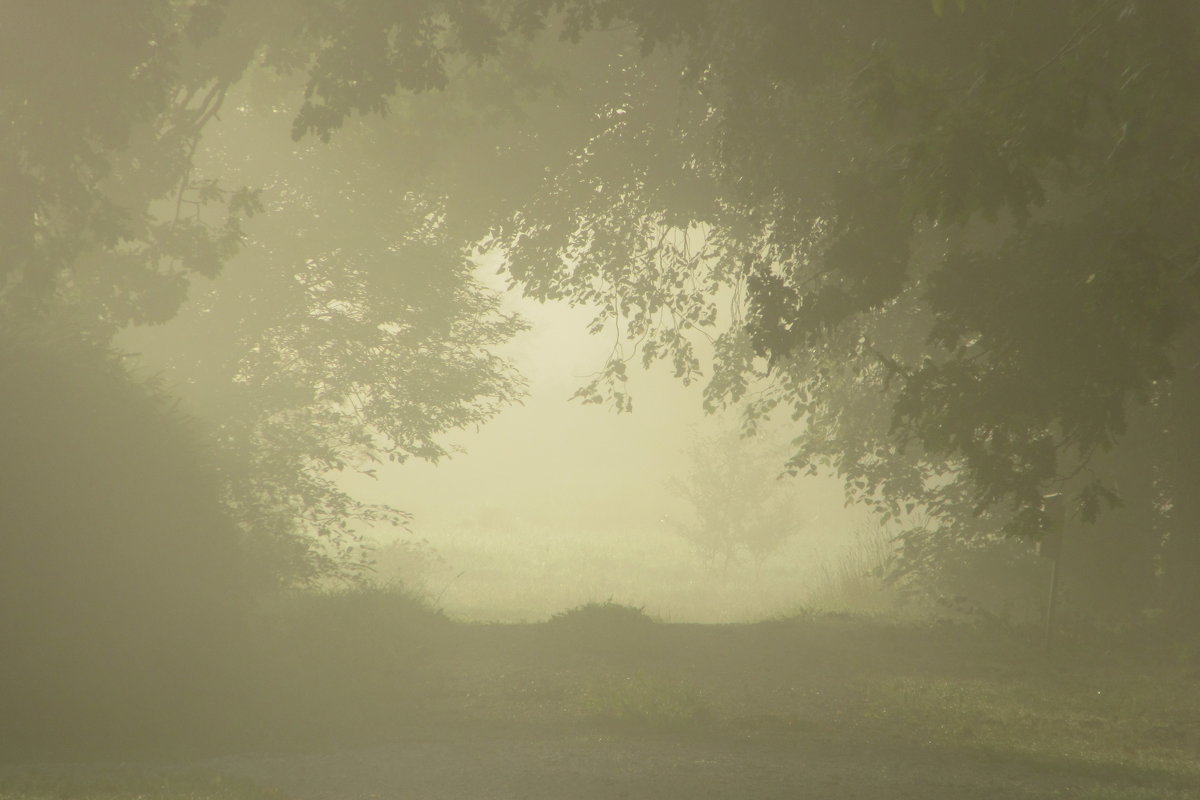 Рассвет в тумане - Mariya laimite