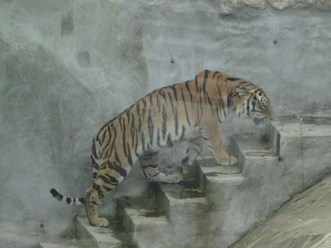 Амурский тигр - <<< Наташа >>>