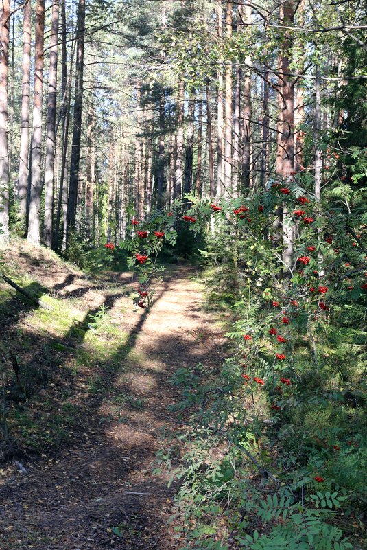 Прогулка в осень - Ольга 