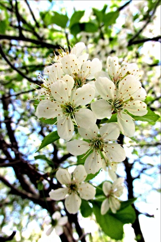 Цветы вишни - Leonid Tabakov