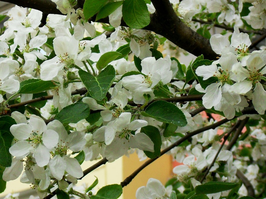 Ветви полные белых цветов - Daria Vorons