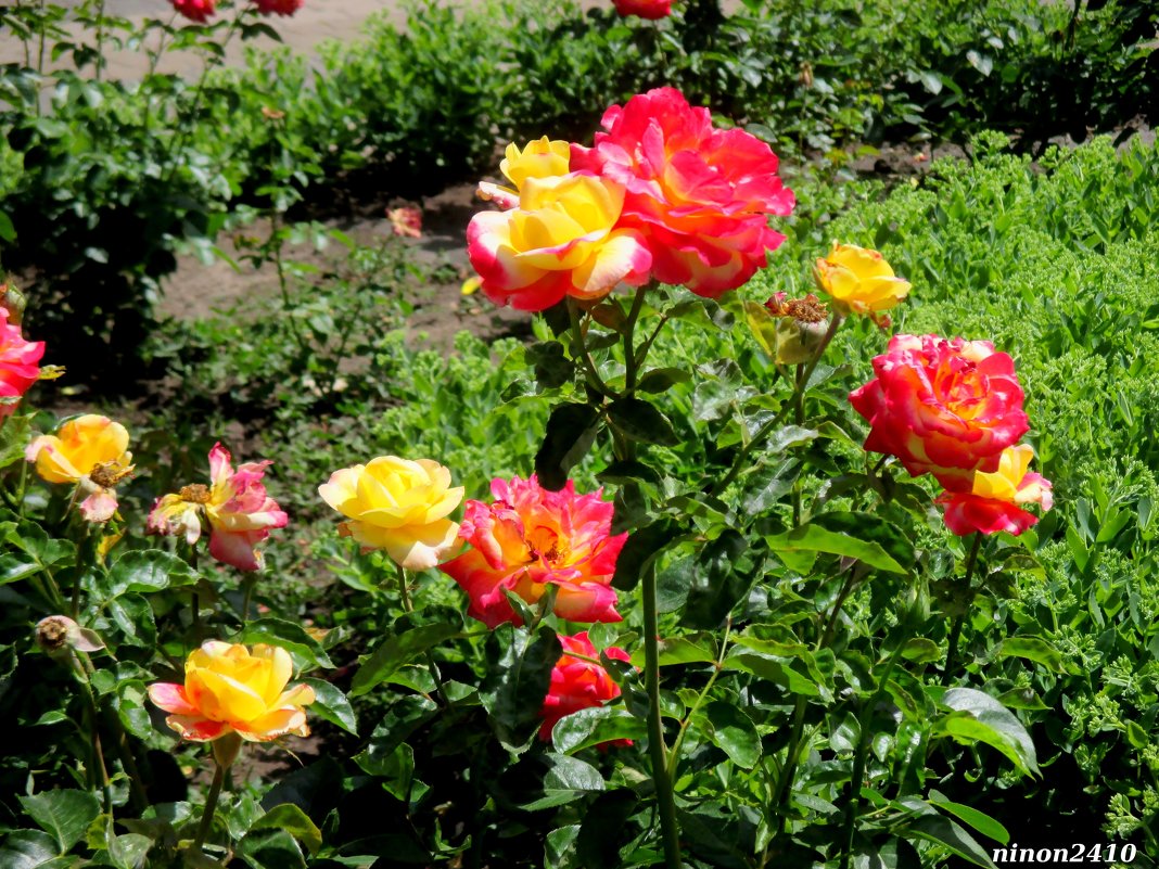 Разноцветье роз - Нина Бутко