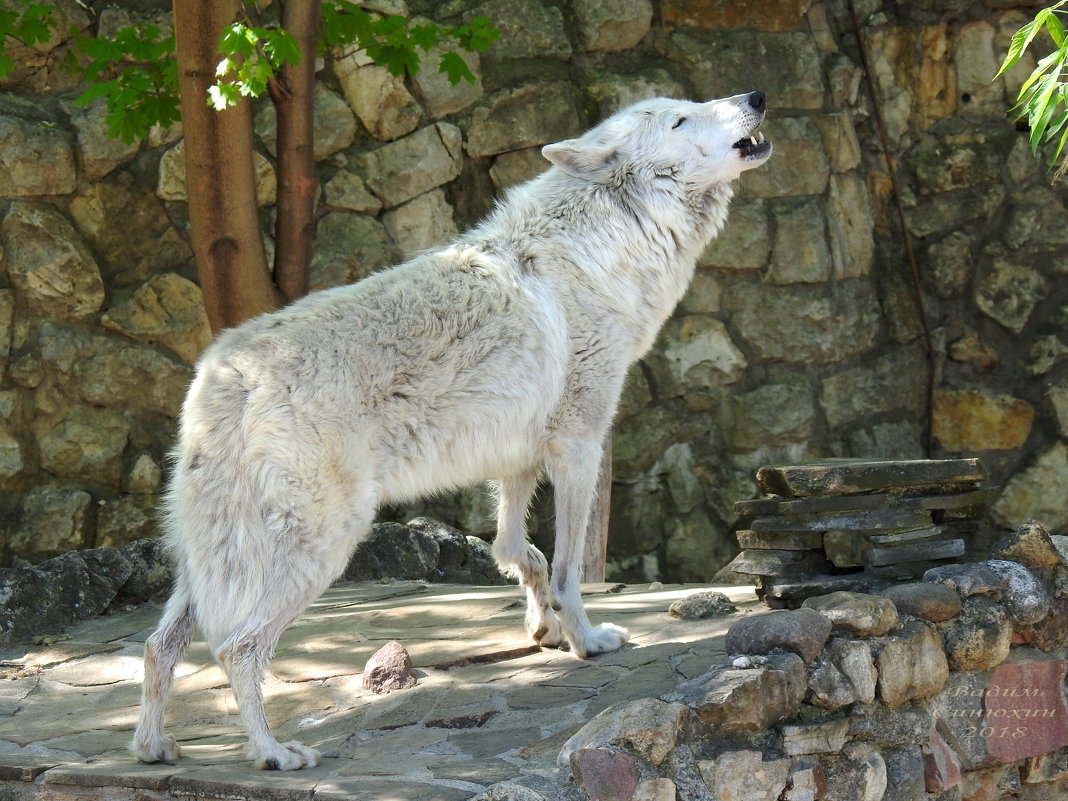 Являются ли арктические волки хорошими домашними животными?