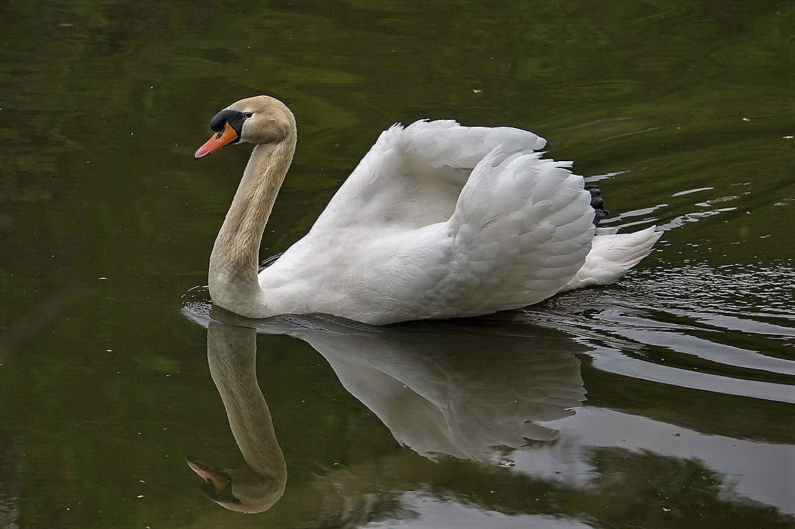 Белый лебедь на пруду.... - igor G.