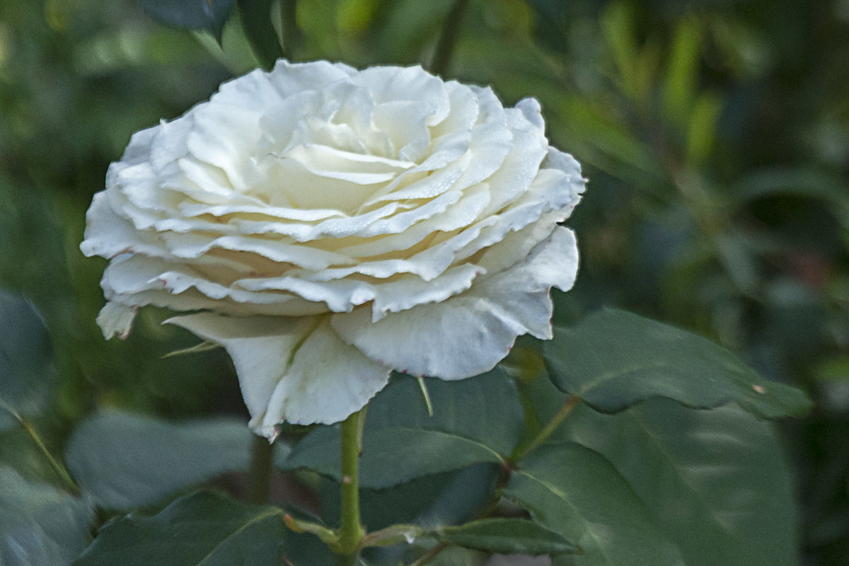 Белая роза - El Кондукова