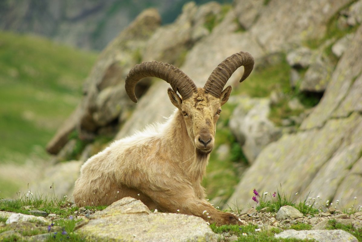 Кавказский безоаровый козел