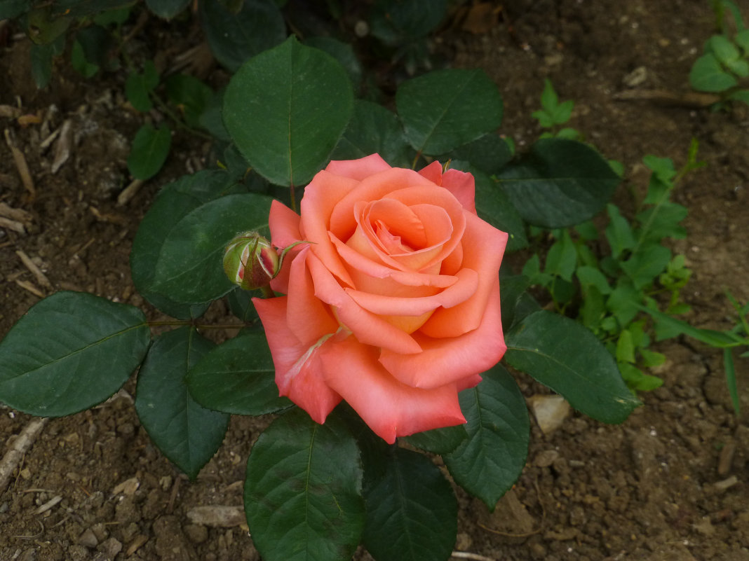 Розы Грузии - Наиля 
