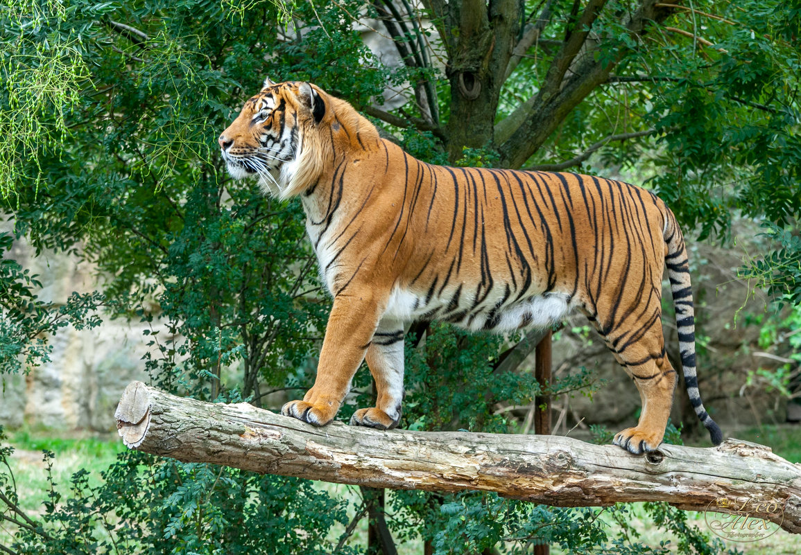 Король - Leo Alex Foto