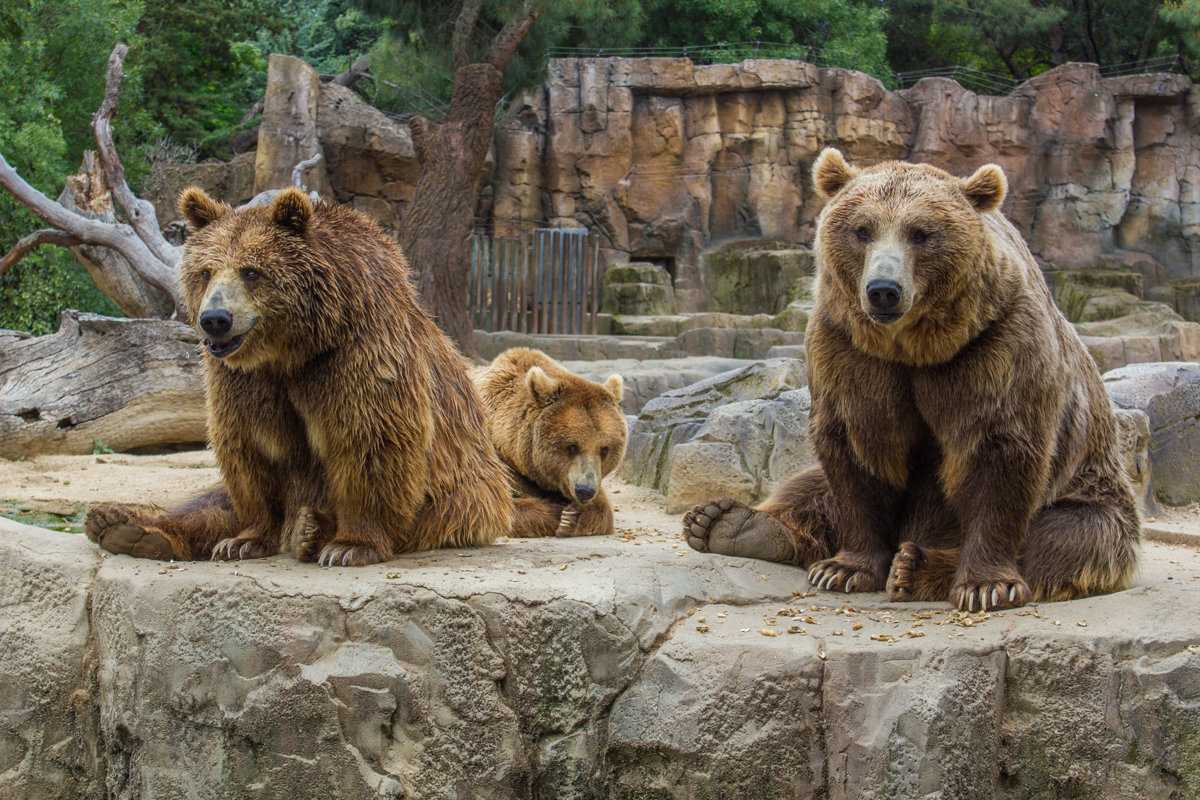 Три медведя. - Andrey Odnolitok