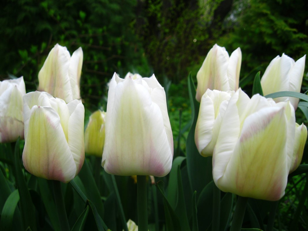 Свечи белых тюльпанов - Ирина 