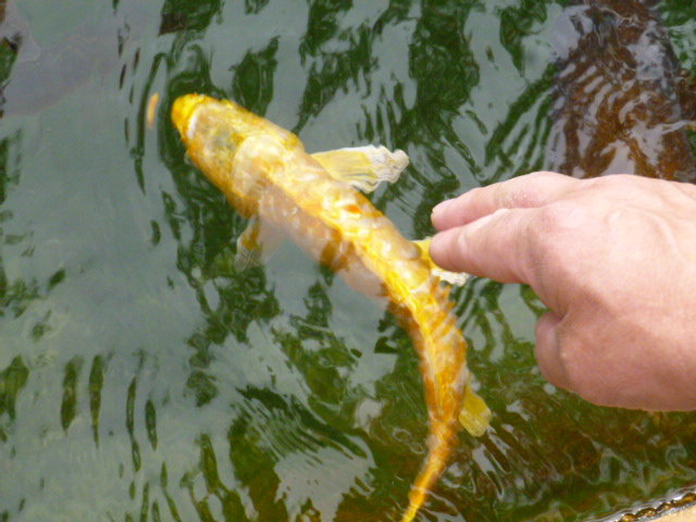 Золотая рыбка - Rita 