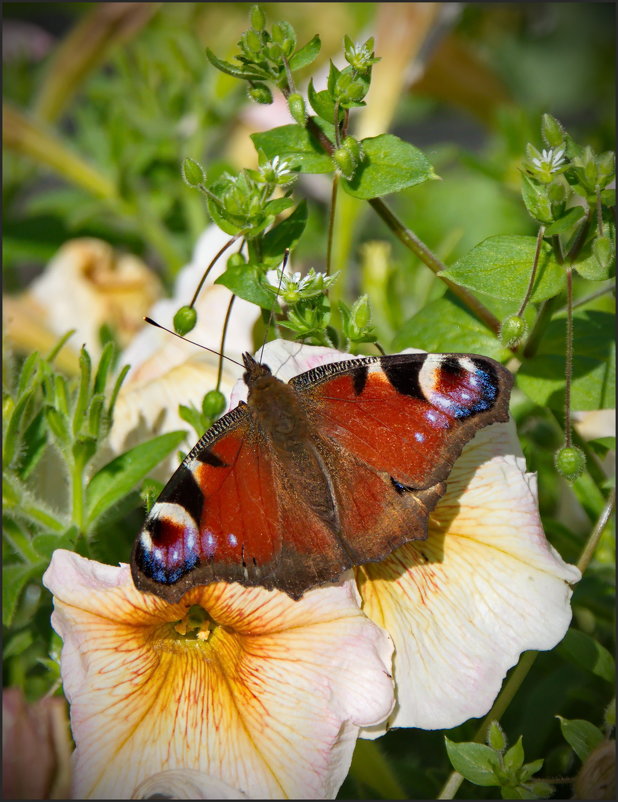 Яркая бабочка - lady v.ekaterina