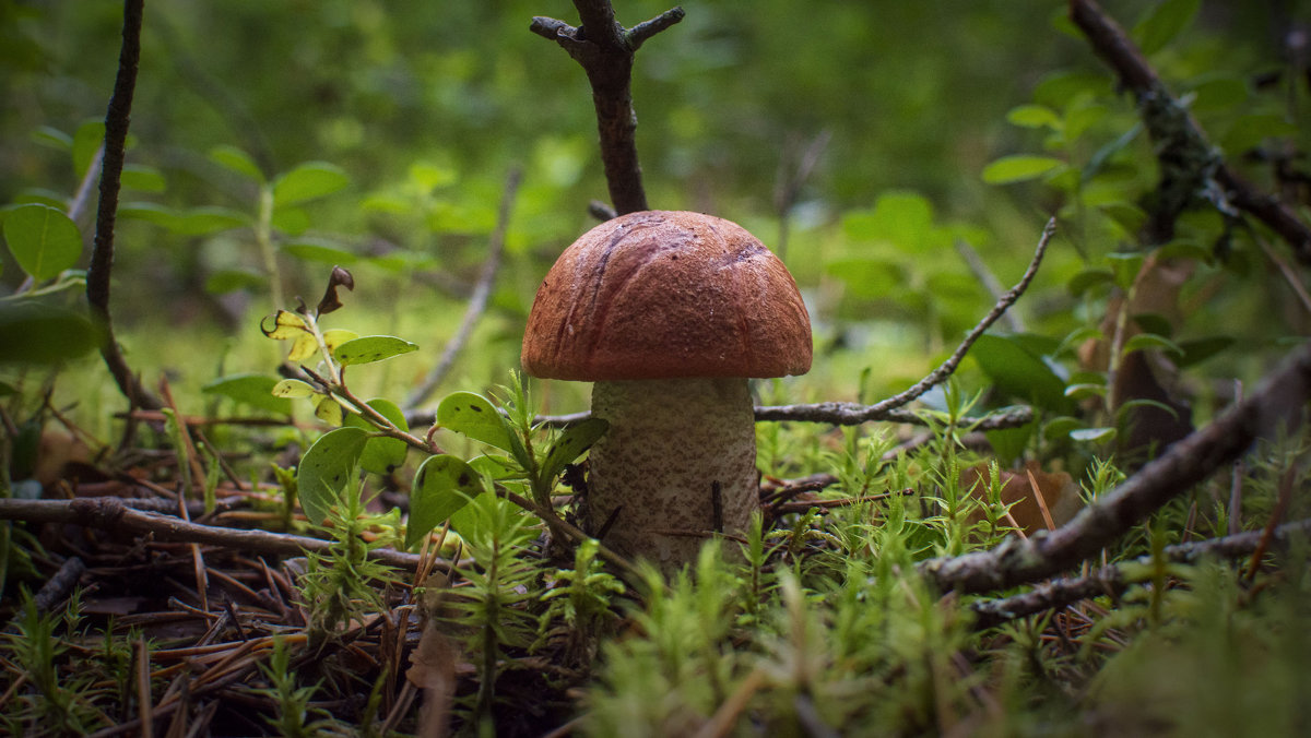 грибы орловской области фото
