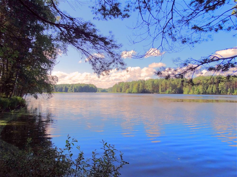 Река Молога - Светлана Лысенко