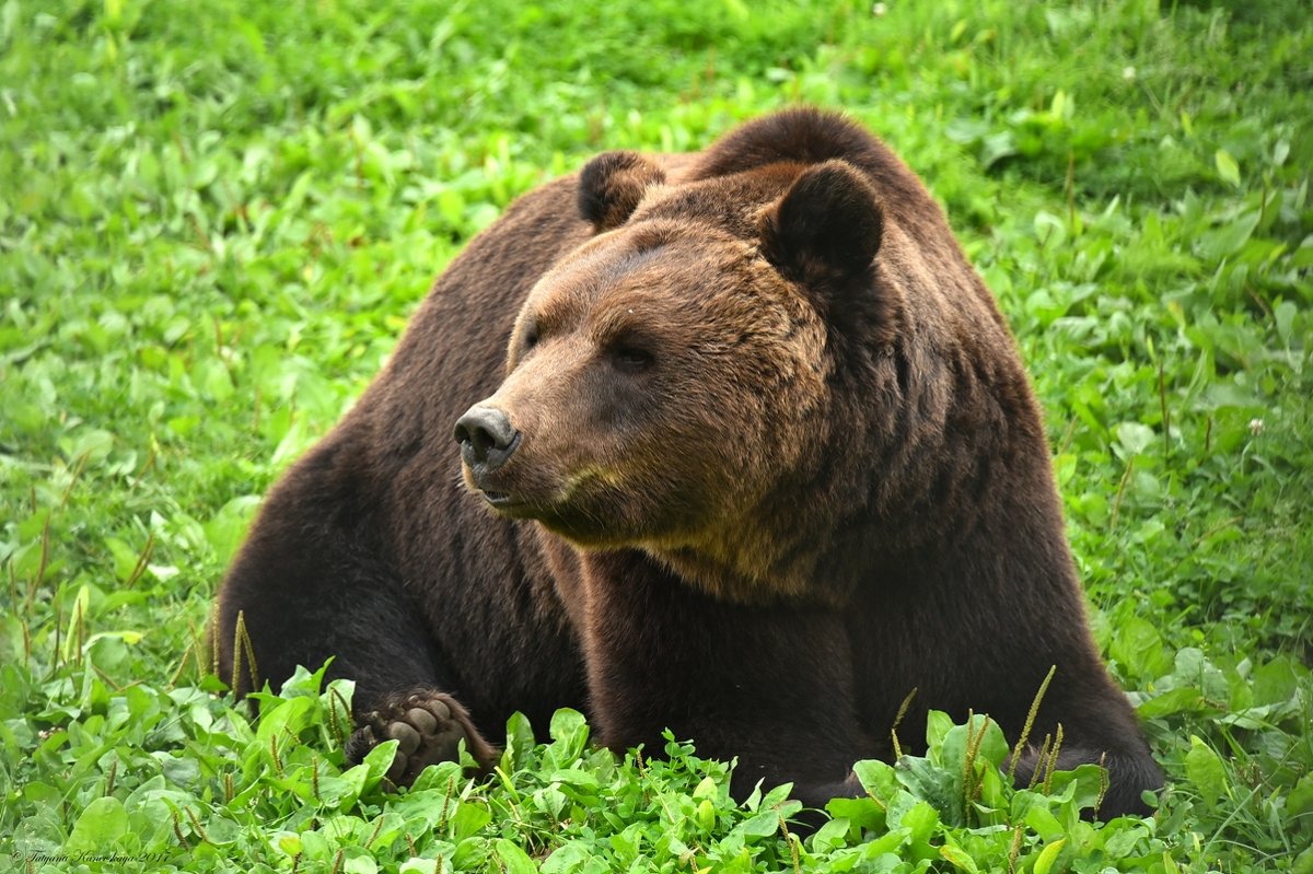 Бурый медведь - Татьяна Каневская