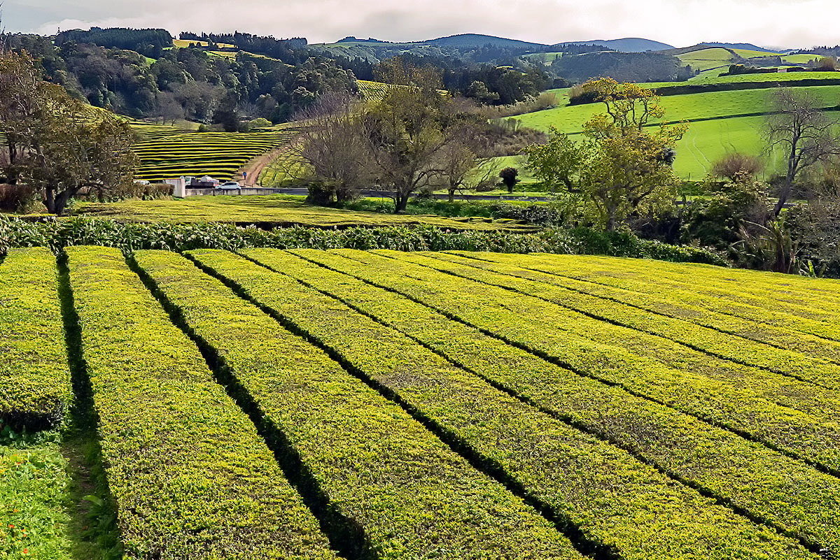 Azores 2018 Azores tea 1 - Arturs Ancans