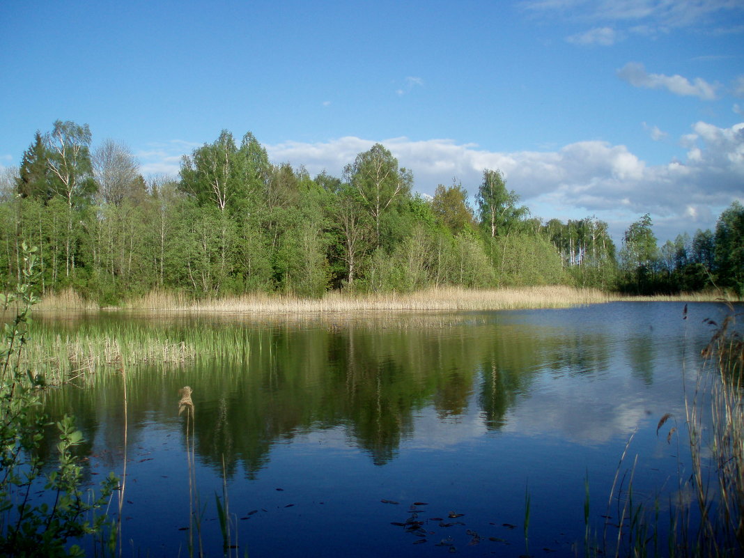 Ežerų krašte / My lake - silvestras gaiziunas gaiziunas