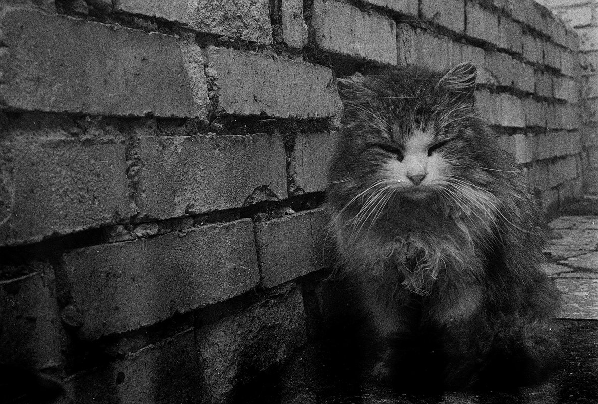 Уличный кот - Денис Данилов