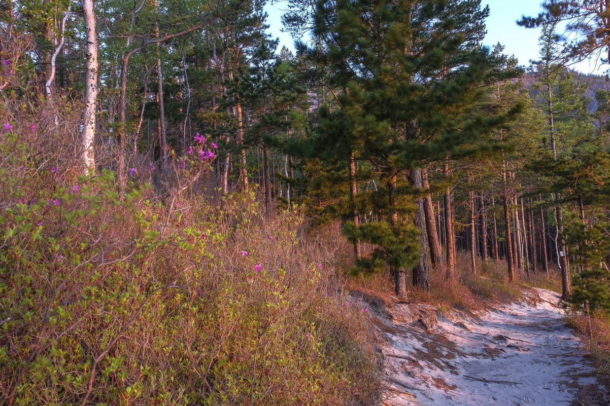 розовая оттенка: 04ч45 утра в лесу над Мысом Песчанная - Георгий А